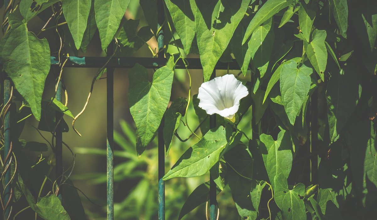 Driveway Gate Automation: What Homeowners Should Know